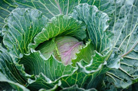 How to grow cabbages | Cabbage plant, Cabbage, Growing cabbage