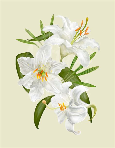 Botanical Download white Lily Flowers Vintage Printable Image for ...