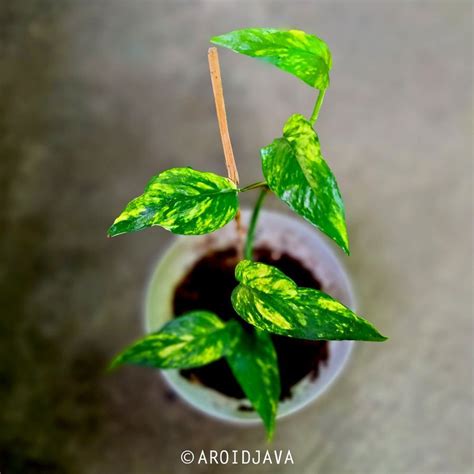 Epipremnum Pinnatum Aurea Variegated | Plant&Jungle in 2022 | Epipremnum pinnatum, Variegated ...