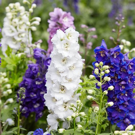 Larkspur Flower Garden Seeds - Giant Imperial Color Mix -Annual Flower - Annual & Biennial Seeds