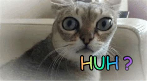 Cat Huh GIF - Cat Huh Confused - Discover & Share GIFs