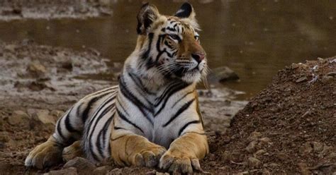 As tigers return to Gadchiroli forests after 30 years, human-animal conflicts are on the rise