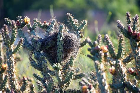 YOUNG BIRDERS: Charismatic and Clever: The Cactus Wren (Campylorhynchus brunneicapillus) — Los ...