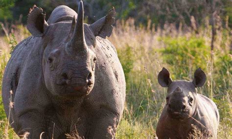 South African rhino poaching numbers show need for urgent action | Stories | WWF