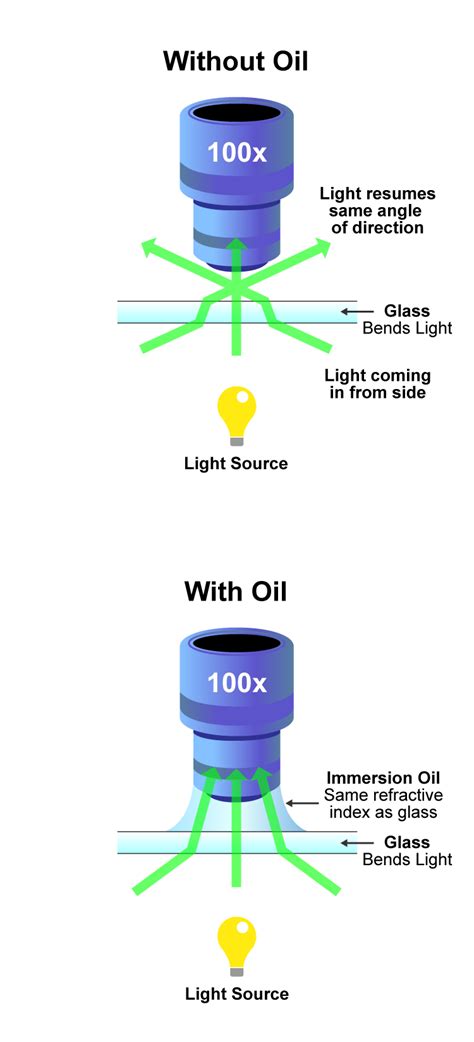 How oil immersion objectives can improve your microscopy?