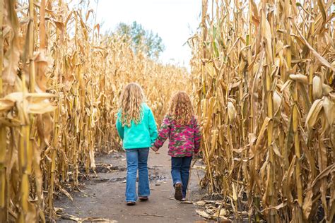 Are Dogs Allowed In Corn Maze At Richardsons Farm