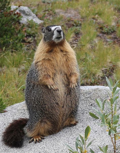 Тарбаган, или монгольский сурок (Marmota sibirica). | Marmot, Weird ...