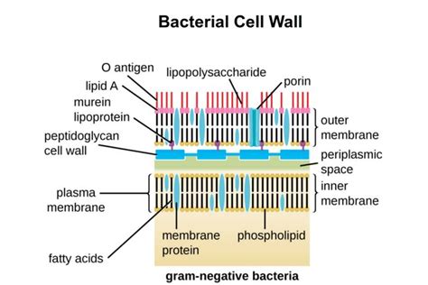 Gram Positive vs. Gram Negative Bacteria | Gram negative bacteria ...