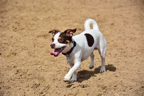 Raggle (Beagle & Rat Terrier Mix): Info, Pictures, Facts | Hepper