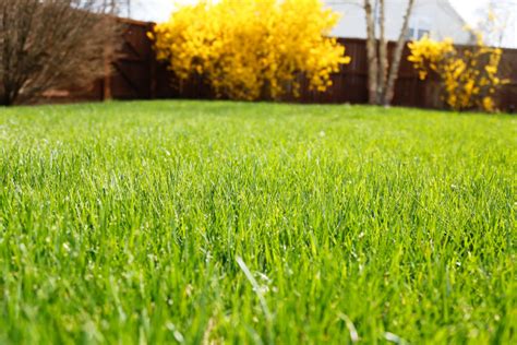 6 Tips for Growing a Lush Spring Lawn - Sand and Sisal