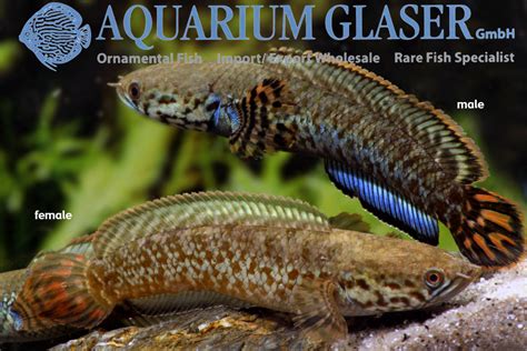 Channa bleheri - Aquarium Glaser GmbH