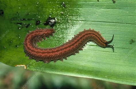 Epiperipatus edwardsii, velvet worm - Stock Image - Z200/0008 - Science ...