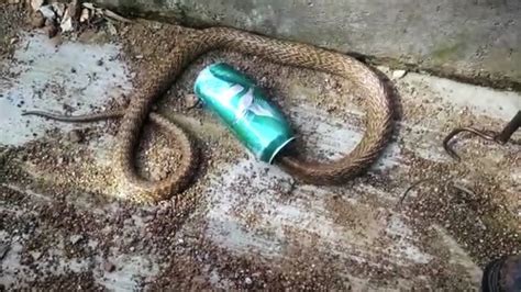 #snake #snakes #snakeinabeercan #incredibleindia #snakebeercan - Snake Drinking Beer From Beer ...