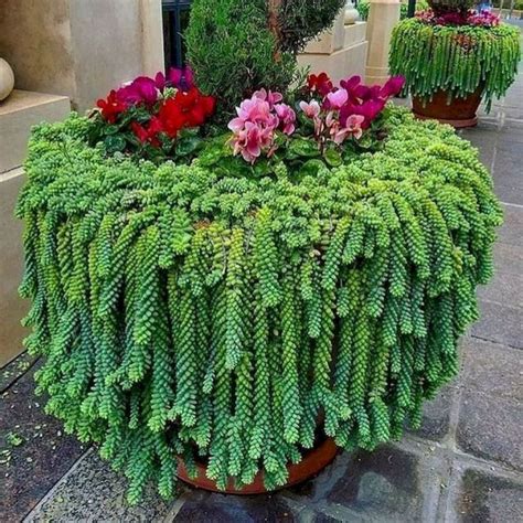 20+ Best Succulent Gardens Designs For Indoor And Outdoor - HAJAR FRESH | Succulent landscaping ...