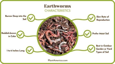 Compost Worms vs Earthworms: Which One Is Better For Your Pile - Plant America