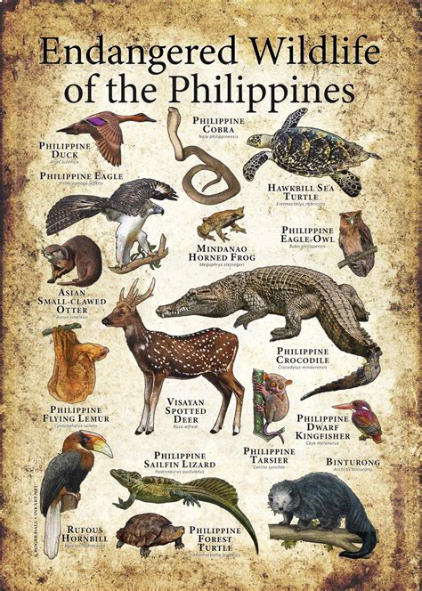 Endangered Wildlife of the Philippines Poster Print