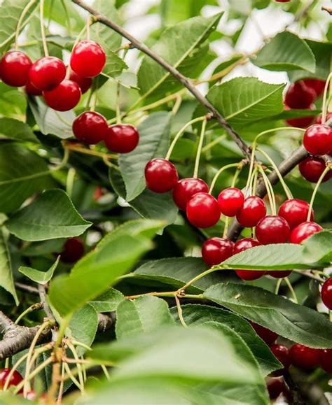 Combination Dwarf Cherry Tree (4 varieties) — Raintree Nursery