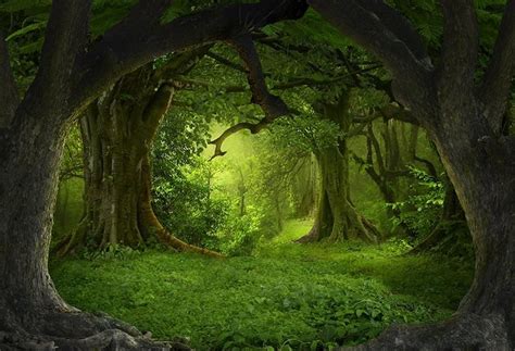 Secret Forest Big Tree Green Backdrop for Photo Studio LV-837 – Dbackdrop Forest Backdrops ...