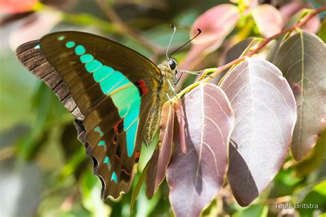 "Blue Triangle Butterfly" by Teale Britstra | Redbubble