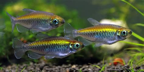 Breeding Livebearing Fish | The Aquarium Guide