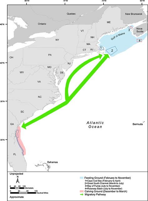 Seasonal western North Atlantic right whale migration pattern [18-23,44]. | Download Scientific ...