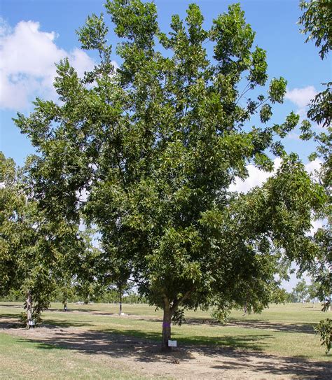 New Pecan Varieties to Consider When Planting - Pecan South MagazinePecan South magazine | The ...