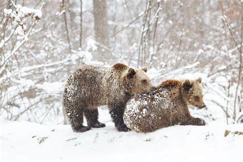 Bear cubs playing in snow stock image. Image of playful - 137743921