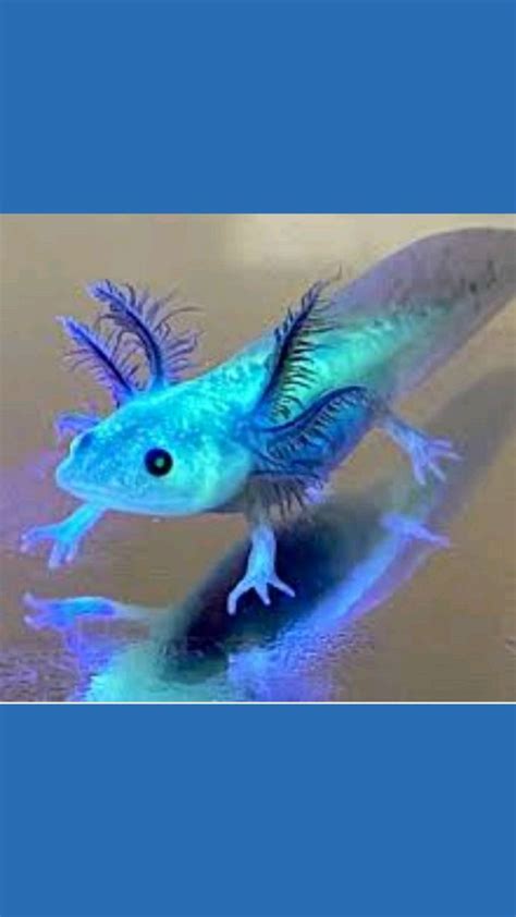 Axolotl!! | Unusual animals, Axolotl cute, Baby animals pictures