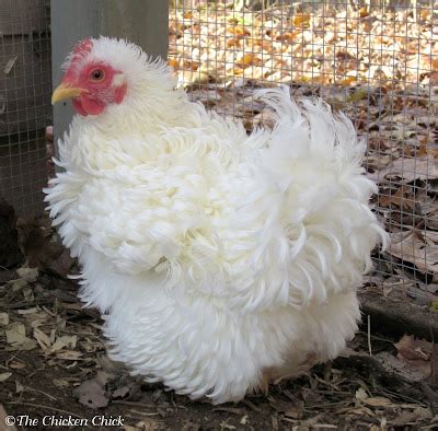 The Chicken Chick®: Frizzle Feathered Chickens, Divas of the Chicken World