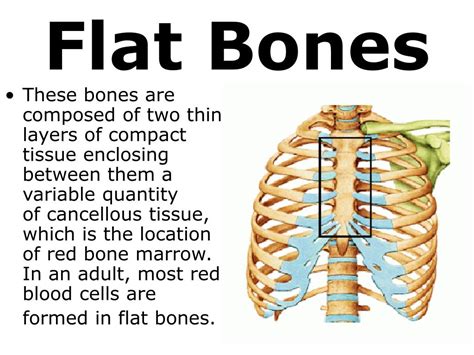 PPT - 7th Grade Unit 5: The Structure and Function of Body Systems ...