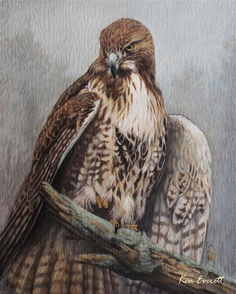 Red Tail Hawk Painting by Ken Everett - Fine Art America