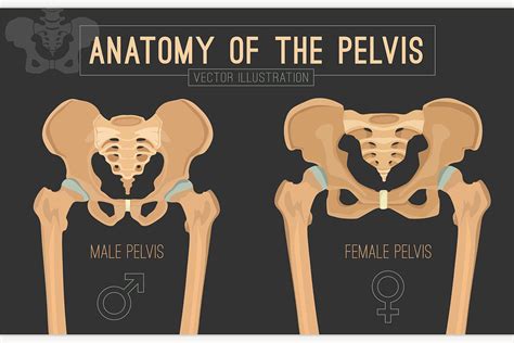 Female and male skeleton differences | Custom-Designed Illustrations ~ Creative Market