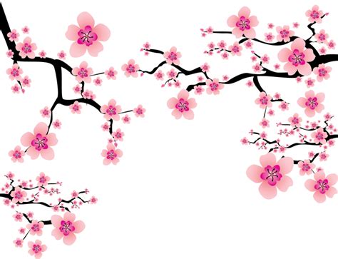 Download Hd Ume Blossom Clipart Cherry Blossom