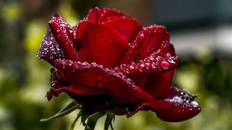 Red Rose Wallpaper (68+ pictures) - WallpaperSet