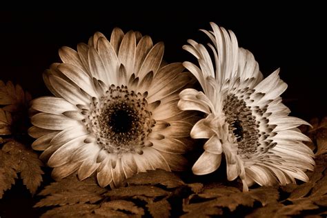 Free photo: Sepia Flowers - Brown, Flowers, Old - Free Download - Jooinn