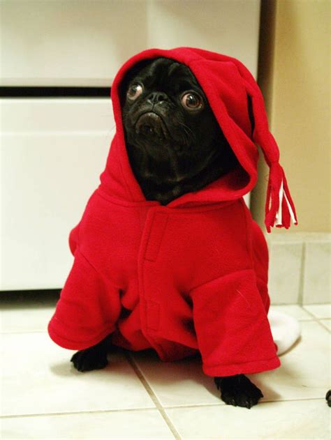 224 best images about Cute pug clothes and costumes on Pinterest ...