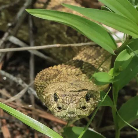 Prairie Rattlesnake - Facts, Diet, Habitat & Pictures on Animalia.bio