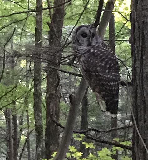 Wildlife along the Appalachian Trail - The Trek