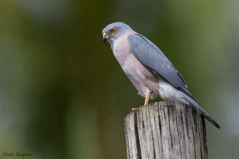 Fiji Goshawk