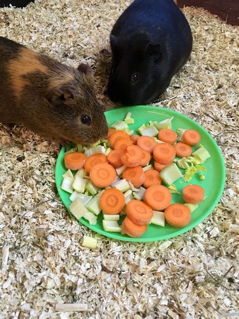 Guinea Pigs, Beans, Pictures, Favorite, Animals, Animales, Photos, Animaux, Animal