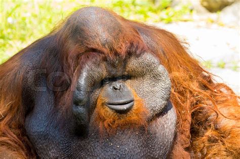 Image of a big male orangutan orange monkey. Wild Animals. | Stock image | Colourbox