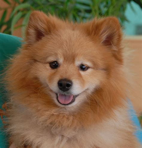 Poochie, a very sunny Pomeranian for adoption.