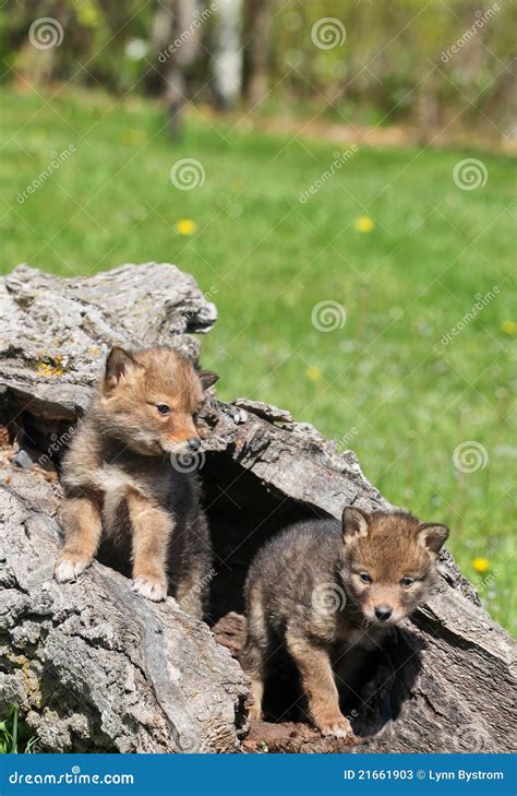 Coyote pups stock image. Image of playful, young, mammal - 21661903