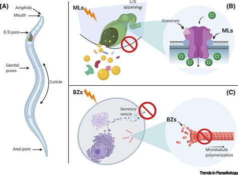 When Secretomes Meet Anthelmintics: Lessons for Therapeutic Interventions: Trends in Parasitology