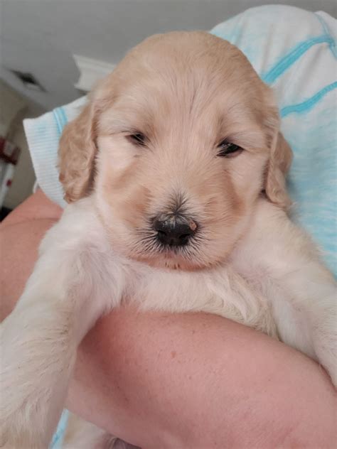 Goldendoodle Puppies For Sale | Houston, TX #322866