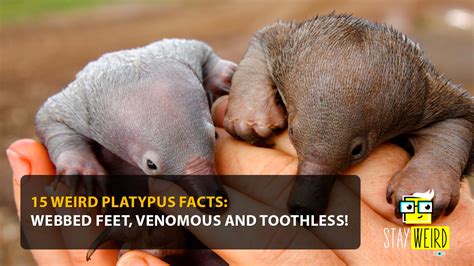 15 Weird Platypus Facts: Webbed Feet, Venomous And Toothless! - Stay Weird