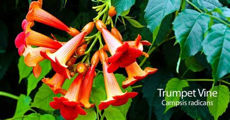 Trumpet Vine: How To Care For Campsis Radicans