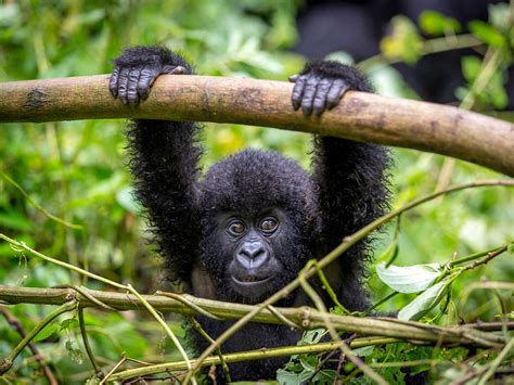 Virunga National Park | Mustseespots.com