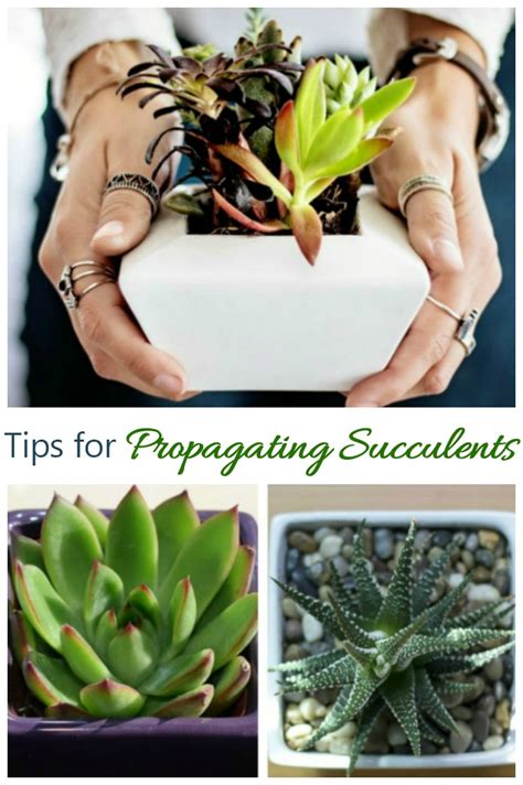 Propagating Succulent Leaves - Tips for Propagating Succulents