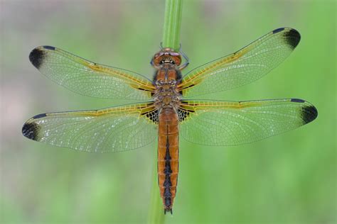 England - British Dragonfly Society